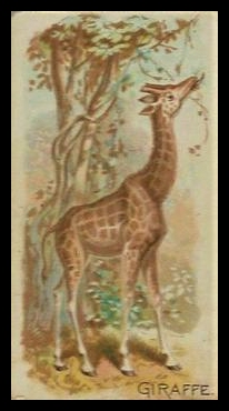 E28 Giraffe.jpg
